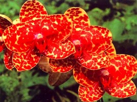 Семейство Орхидные (ятрышниковые), слайд 18
