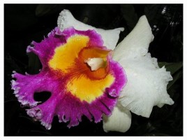 Семейство Орхидные (ятрышниковые), слайд 30