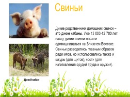 Викторина «Дикие и домашние животные», слайд 35