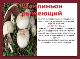 Осторожно! Ядовитые грибы, слайд 16