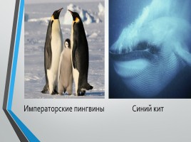 Природа Антарктиды, слайд 16
