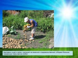 Проект «Выращивание картофеля», слайд 17