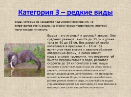 Животные Межевских лесов Костромской области, слайд 14