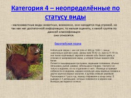 Животные Межевских лесов Костромской области, слайд 15