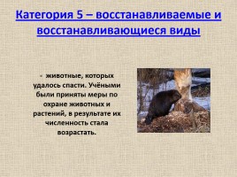 Животные Межевских лесов Костромской области, слайд 16