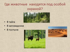 Животные Межевских лесов Костромской области, слайд 20