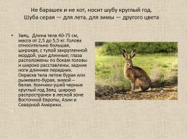 Животные Межевских лесов Костромской области, слайд 6