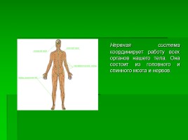 Системы органов человека, слайд 11