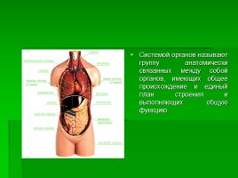 Системы органов человека, слайд 3