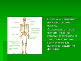 Системы органов человека, слайд 4