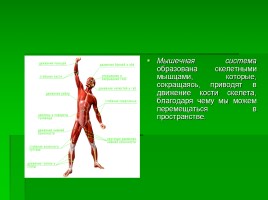 Системы органов человека, слайд 5