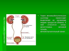 Системы органов человека, слайд 6
