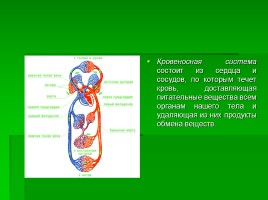 Системы органов человека, слайд 7