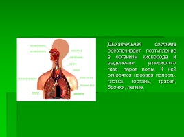 Системы органов человека, слайд 8