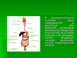 Системы органов человека, слайд 9