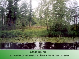 Леса России, слайд 13