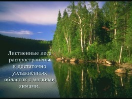Леса России, слайд 15