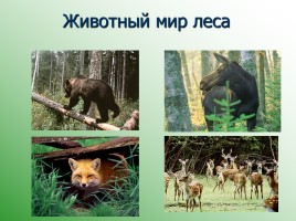 Леса России, слайд 19