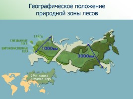Леса России, слайд 4