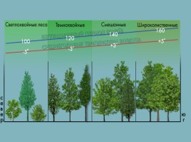 Леса России, слайд 5
