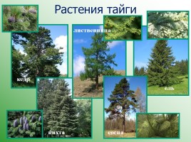 Леса России, слайд 7