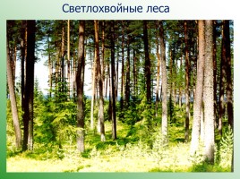 Леса России, слайд 8