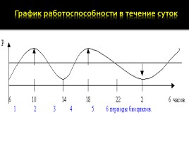 Биологические ритмы и их влияние на работоспособность человека, слайд 9