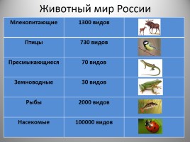 Школьный проект - Россия «Цифры и проценты», слайд 10