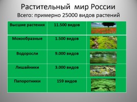 Школьный проект - Россия «Цифры и проценты», слайд 9