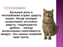 Исследование на тему: «Роль физики в жизни кошки», слайд 16