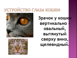 Исследование на тему: «Роль физики в жизни кошки», слайд 22