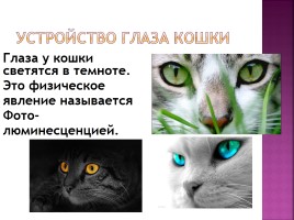 Исследование на тему: «Роль физики в жизни кошки», слайд 24