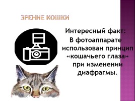 Исследование на тему: «Роль физики в жизни кошки», слайд 28