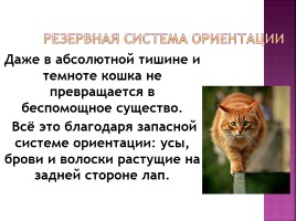 Исследование на тему: «Роль физики в жизни кошки», слайд 31
