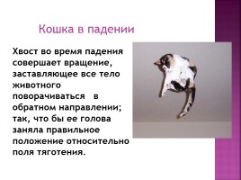 Исследование на тему: «Роль физики в жизни кошки», слайд 8
