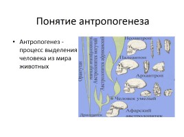 Антропогенез - Стадии антропогенеза, слайд 2