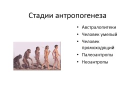Антропогенез - Стадии антропогенеза, слайд 3