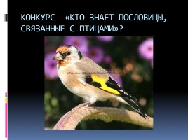 Птицы - наши друзья, слайд 53