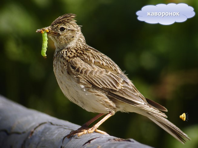 Презентация - Птицы - наши друзья