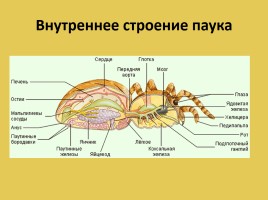 Класс Паукообразные, слайд 7