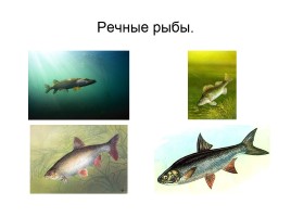 Кто такие рыбы, слайд 16