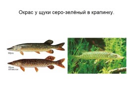Кто такие рыбы, слайд 25