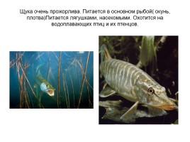 Кто такие рыбы, слайд 26