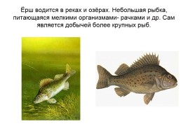 Кто такие рыбы, слайд 29