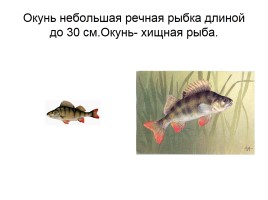 Кто такие рыбы, слайд 31