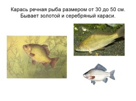 Кто такие рыбы, слайд 32