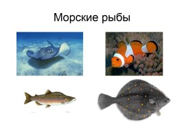 Кто такие рыбы, слайд 33