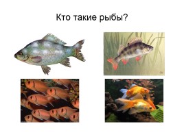 Кто такие рыбы, слайд 4