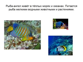 Кто такие рыбы, слайд 44