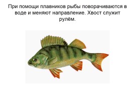 Кто такие рыбы, слайд 47